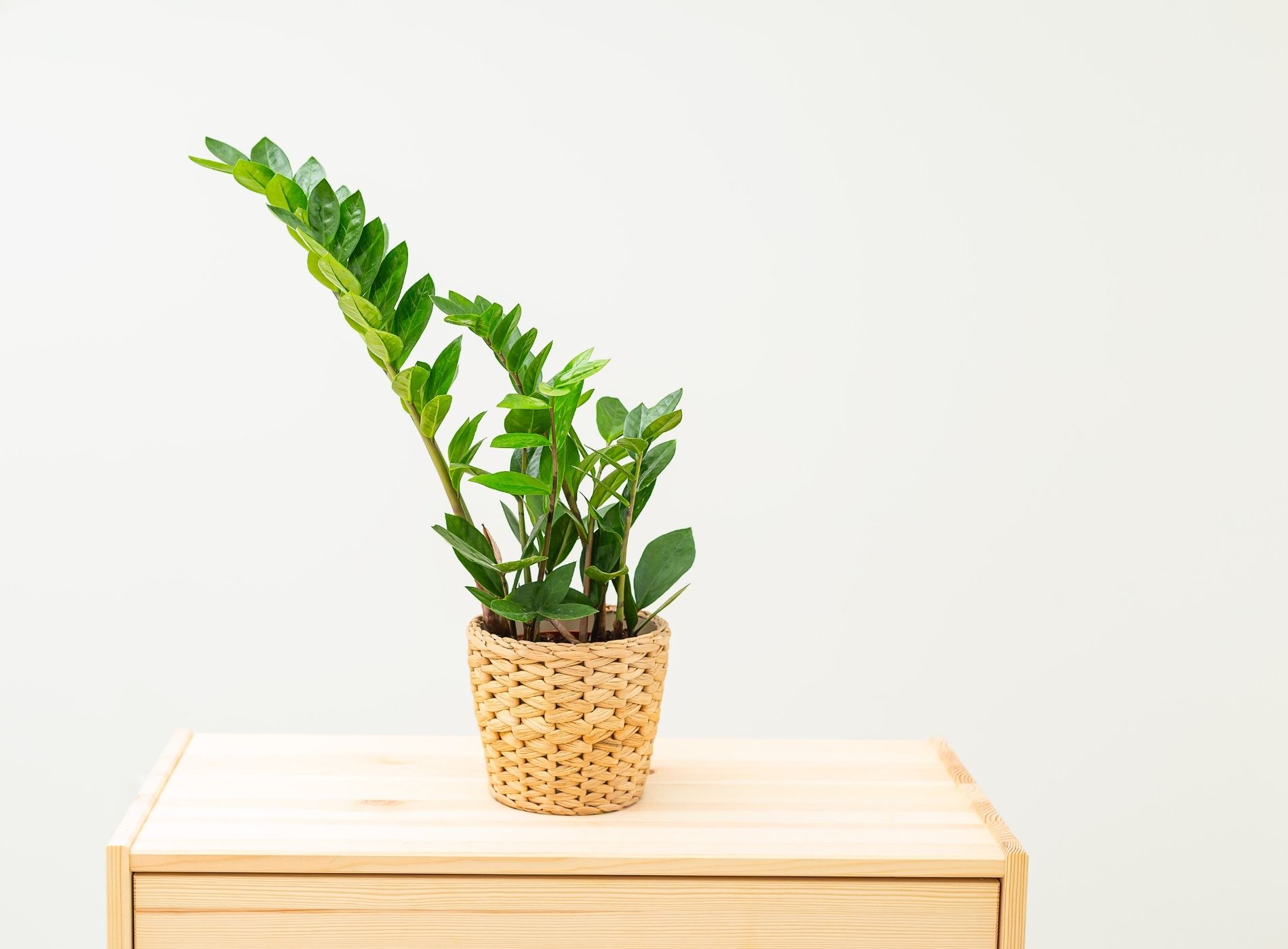 The Ultimate Guide to Choosing Plants for Offices With No Windows and